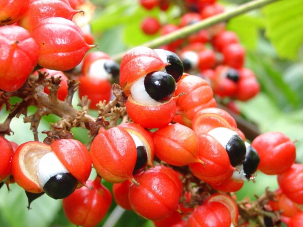 Free Sugar Pro Ingredients